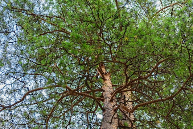 Zdjęcie drzewa zrobione od dołu Duża i wysoka zielona sosna i jej pień z rozłożystymi gałęziami