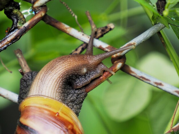Zdjęcie dużego ślimaka siedzącego na drucianej siatce.