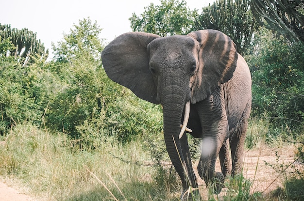 zdjęcie dużego słonia afrykańskiego z safari