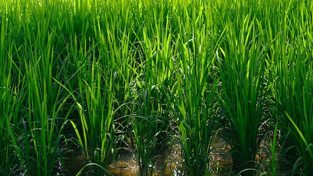 Zdjęcie ekologicznego ryżu rosnącego w polu.