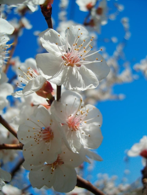 Zdjęcie gałęzi kwiatu brzoskwini