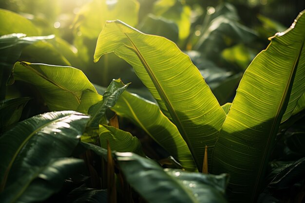 Zdjęcie gigantycznych liści bananów Generująca sztuczna inteligencja naturalnego światła