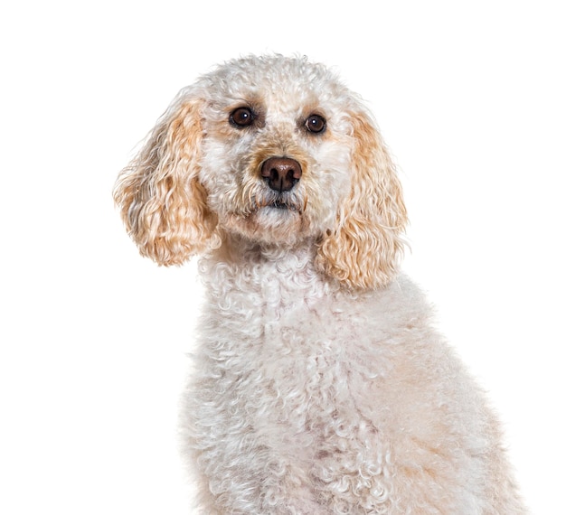 Zdjęcie głowy Labradoodle wyizolowanego na białym