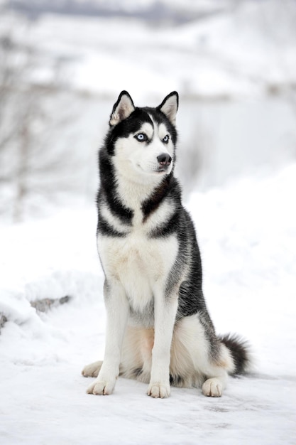 Zdjęcie husky siedzącego na śniegu zimą