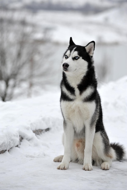 Zdjęcie husky siedzącego na śniegu zimą