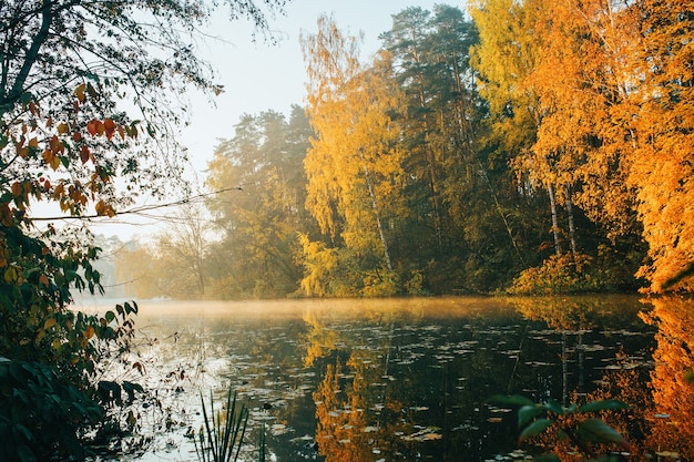 Zdjęcie Jesiennych Drzew I Stawu