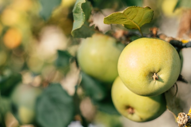 Zdjęcie kiści zielonych świeżych jabłek Rosnące na gałęzi na jabłoni w gospodarstwach polowych Wygrzewanie się w słońcu Smaczne owoce na gałęziach Jabłoń ze zdrowymi owocami Zdjęcie z bliska