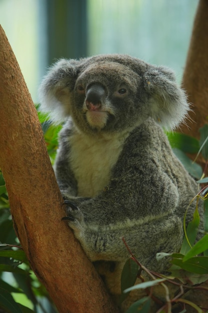 Zdjęcie koali na drzewie eukaliptusowym w Australii.