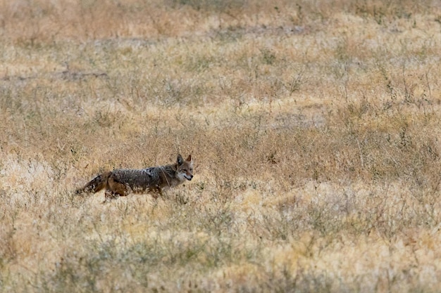 Zdjęcie kojota