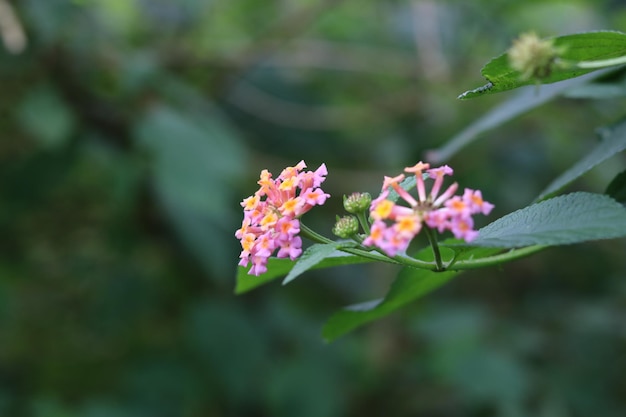 Zdjęcie kolorowego kwiatu Lantana Camara w kolorze różowym i żółtym. Tapeta w naturalnym tle