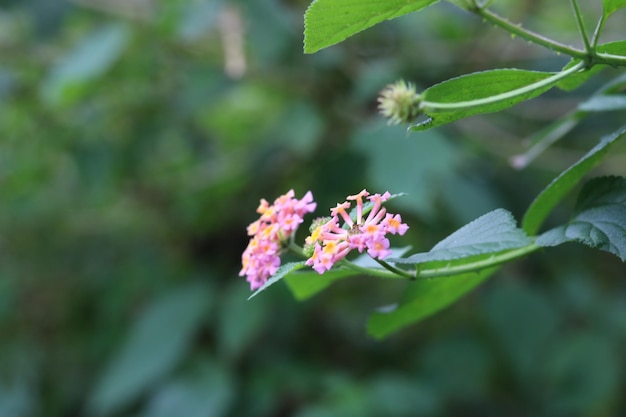 Zdjęcie kolorowego kwiatu Lantana Camara w kolorze różowym i żółtym. Tapeta w naturalnym tle