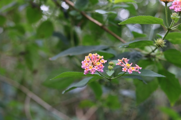 Zdjęcie kolorowego kwiatu Lantana Camara w kolorze różowym i żółtym. Tapeta w naturalnym tle