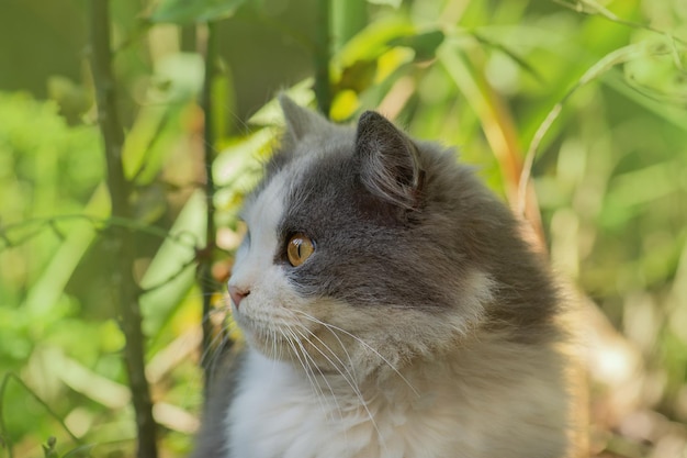 Zdjęcie kota z krótkimi włosami w letnim ogrodzie wieczorem Portret uroczego kota siedzącego w słonecznym ogrodzie
