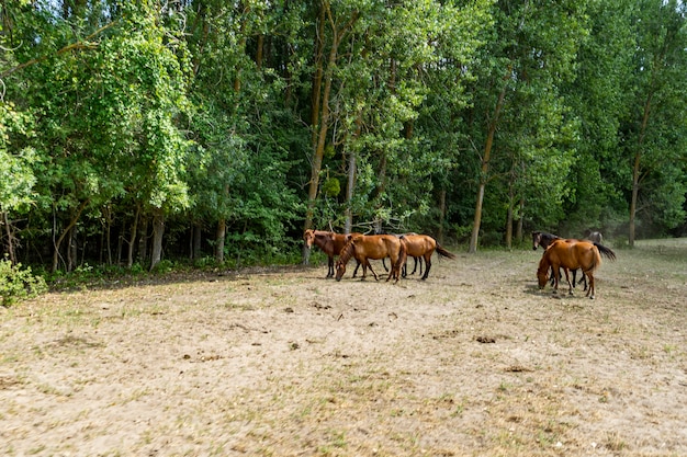 Zdjęcie krajobrazowe dzikich koni w lesie Caraorman, Delta Dunaju, Rumunia, letni dzień, 2021