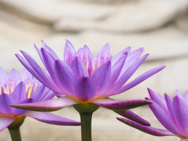 Zdjęcie zdjęcie kwiatów lotosu w stawie