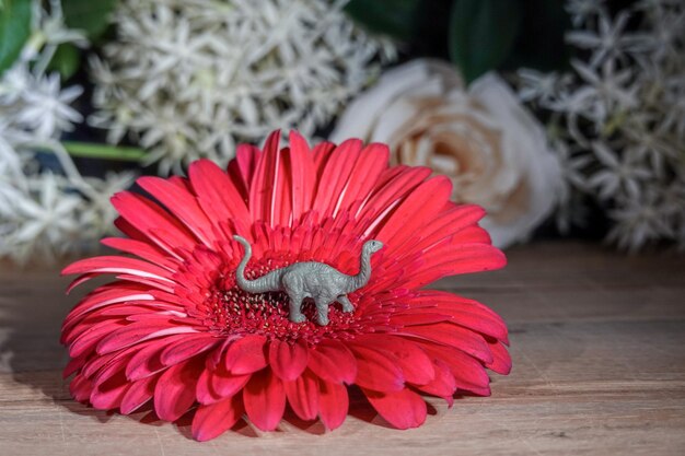 Zdjęcie kwiatów stokrotki gerbera