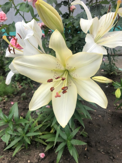 Zdjęcie zdjęcie kwiatu białej lilii