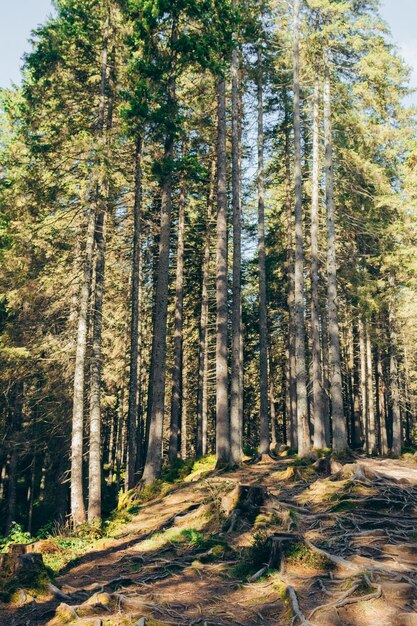 Zdjęcie zdjęcie lasu iglastego i splecionych korzeni drzew