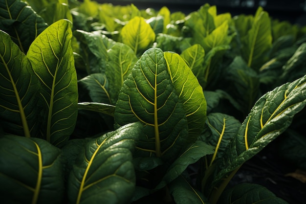 Zdjęcie Leafy Green Feast