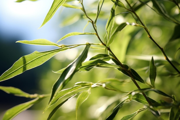 Zdjęcie liści wierzby generującej naturalne światło AI