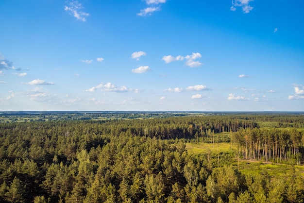 Zdjęcie lotnicze drona zielonych lasów sosnowych