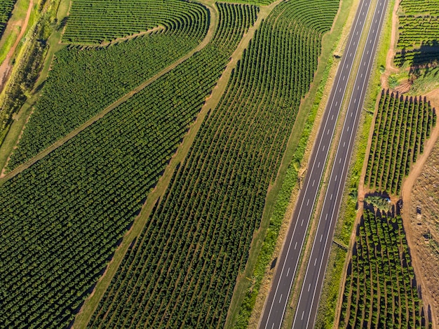 Zdjęcie lotnicze plantacji kawy w Brazylii.