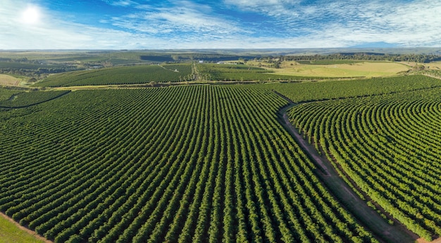 Zdjęcie Lotnicze Plantacji Kawy W Brazylii.