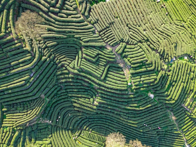 Zdjęcie lotnicze wiejskiego krajobrazu ogrodu herbaty Longjing w zachodnim jeziorze Hangzhou