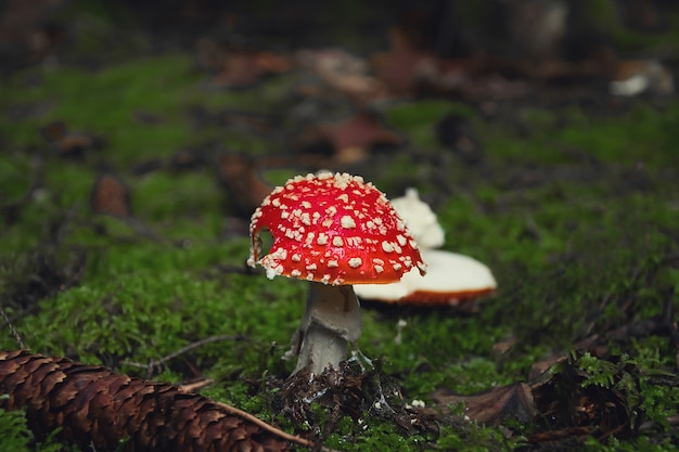 zdjęcie makro czerwonego muchomora w jesiennym lesie