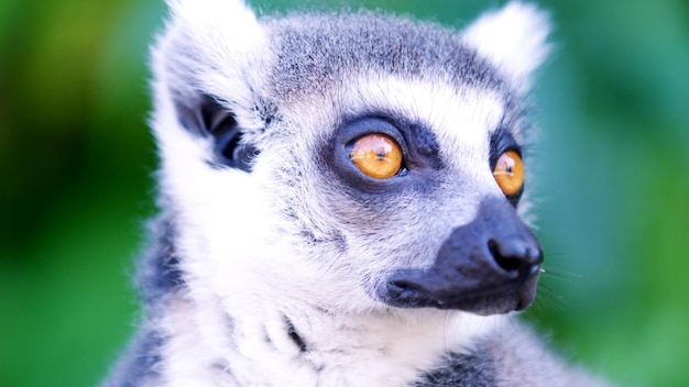 Zdjęcie zdjęcie makro lemura katta