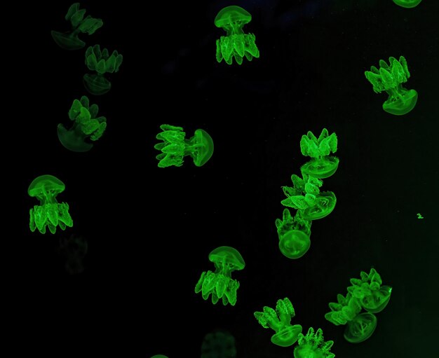 Zdjęcie makro Lychnorhiza lucerna pod wodą z bliska