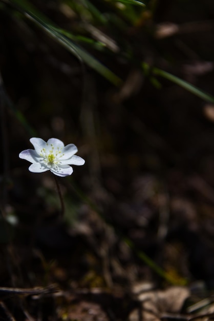 Zdjęcie makro małego białego kwiatu w lesie