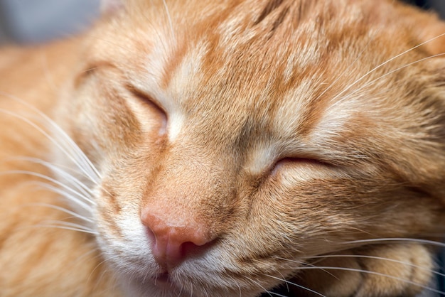 Zdjęcie makro młodego śpiącego kota w czerwone paski