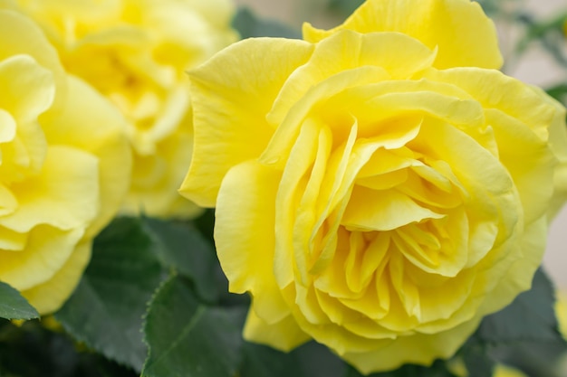Zdjęcie makro żółtej róży