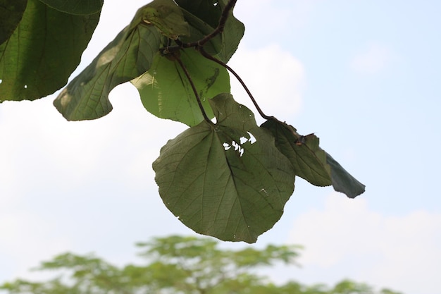 Zdjęcie małego liścia wiszące powyżej
