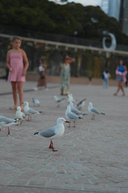 zdjęcie mewy w Australii