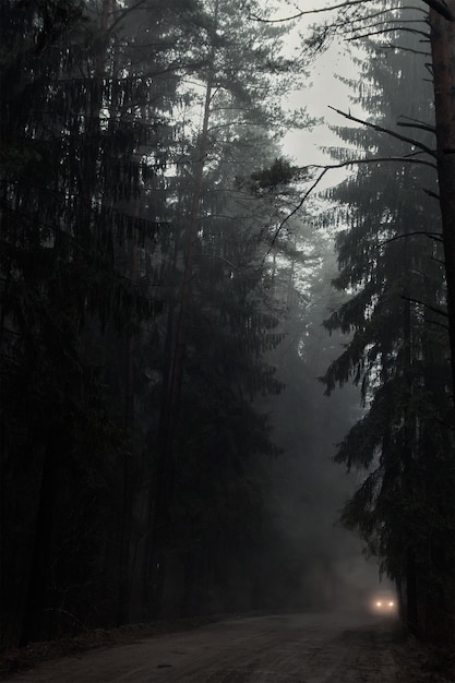 Zdjęcie mglistego lasu. Tło natura. Dziki