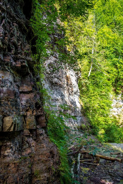 Zdjęcie mokrego kamienia pokrytego świeżym jasnozielonym mchem w Karpatach