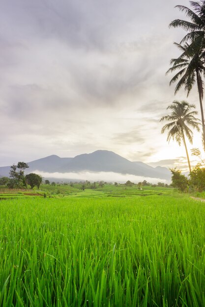 Zdjęcie Naturalnej Scenerii Pól Ryżowych I Rozmytych Błękitnych Gór I Chmur Mgły W Pogodny Poranek W Bengkulu Utara W Indonezji
