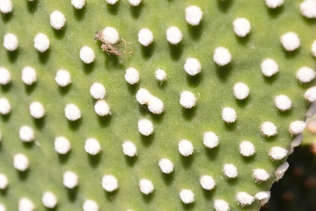 Zdjęcie obraz tropikalnego kaktusa teksturę tła