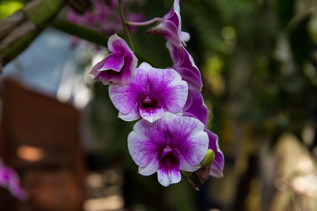 zdjęcie orchidei w ogrodzie