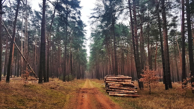 Zdjęcie Panoramiczne Drzew W Lesie