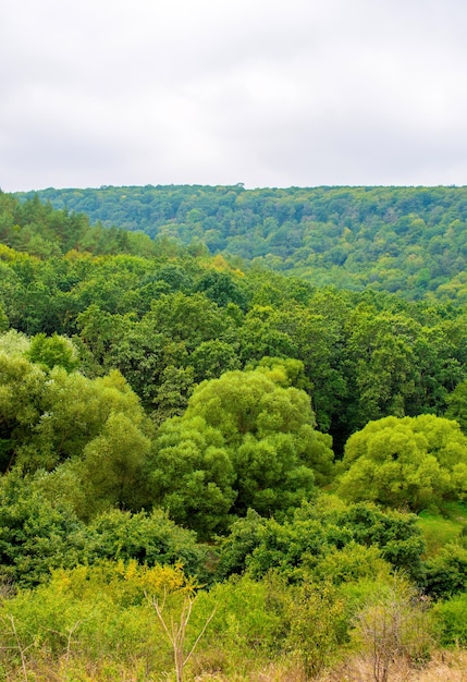 Zdjęcie panoramy zielonego pięknego lasu z lotu ptaka w pochmurny dzień