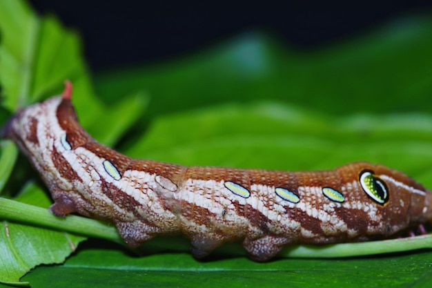 Zdjęcie Papilio Demoleus Malayanus Wall