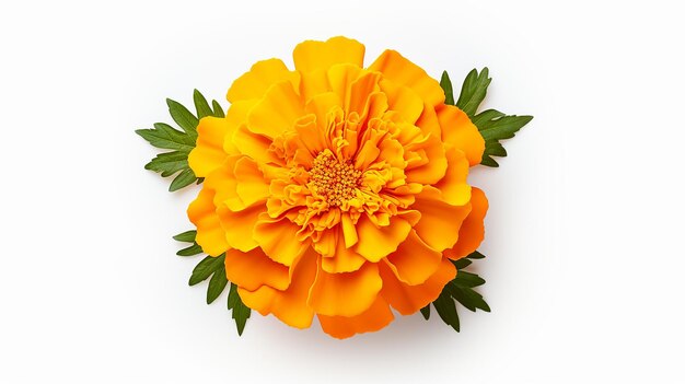 Zdjęcie pięknego kwiatu Marigold odizolowanego na białym tle