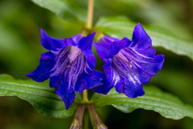 Zdjęcie pięknego niebieskiego fioletowego dzikiego kwiatu w Karpatach