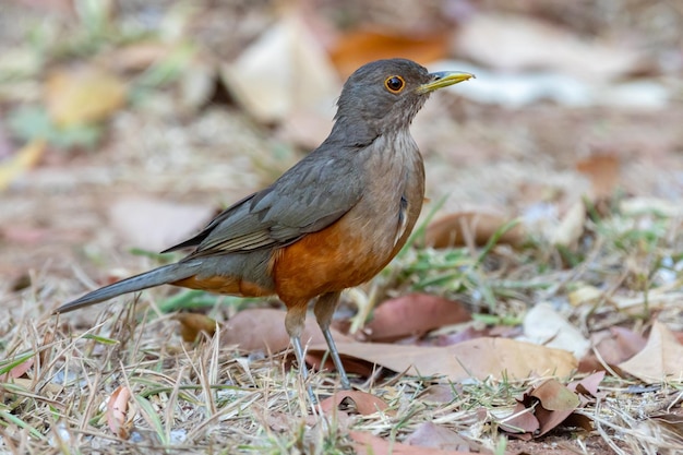 Zdjęcie Pięknego Ptaka Drozda Rufousbellied Turdus Rufiventris Quotsabia Laranjeiraquot