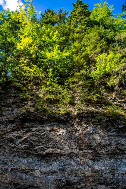 Zdjęcie pięknego zielonego lasu na skale w Karpatach