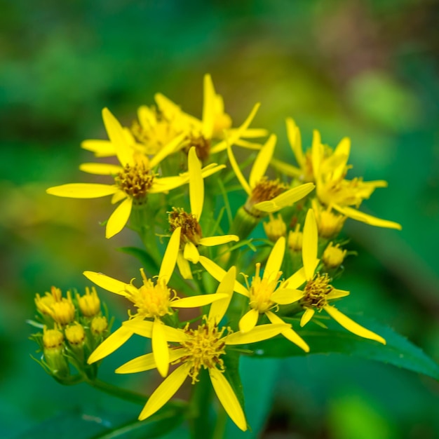 Zdjęcie pięknego żółtego dzikiego kwiatu w Karpatach