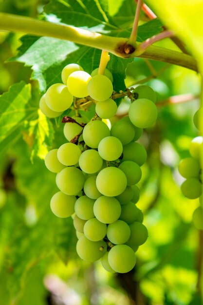 Zdjęcie pięknej gałęzi zielonych winogron winorośli